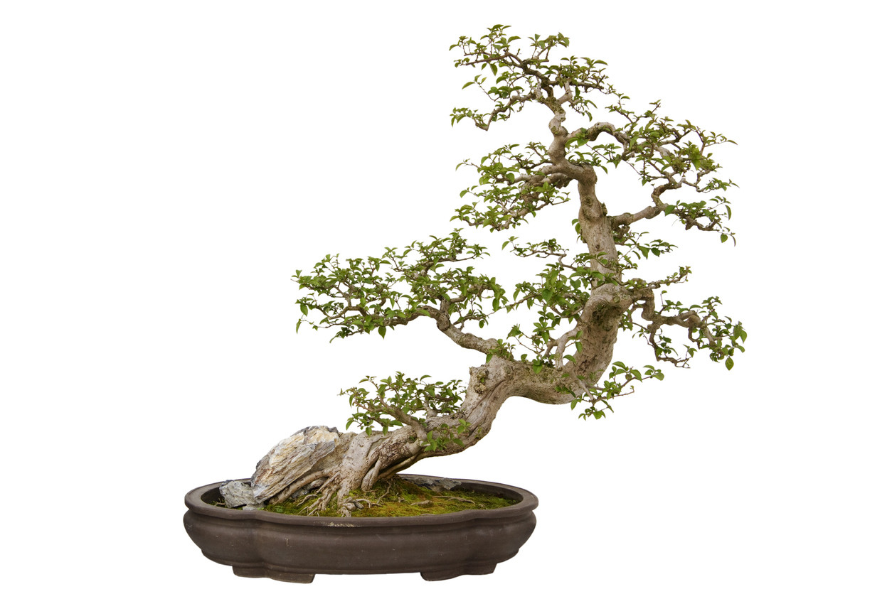 Bonsai fa
