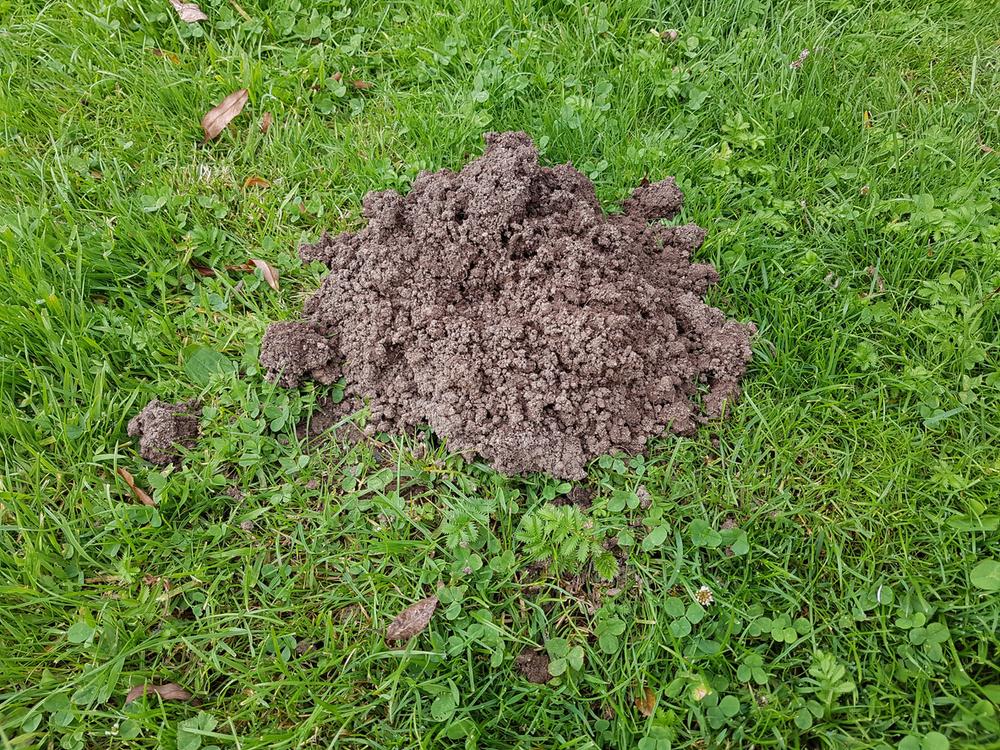 Vakondtúrás