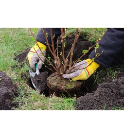  Őszi kerti munkák és ültetés – Tippek, dekoráció ötletek 